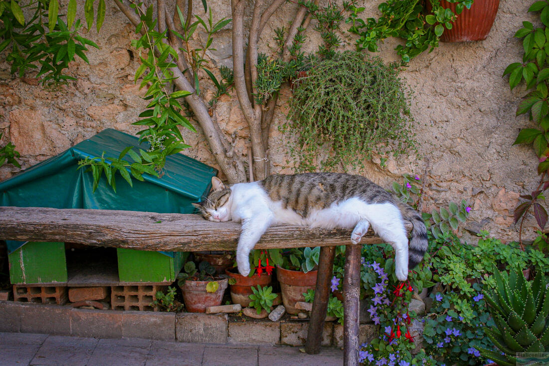 Borgio Verezzi - mačka má siestu