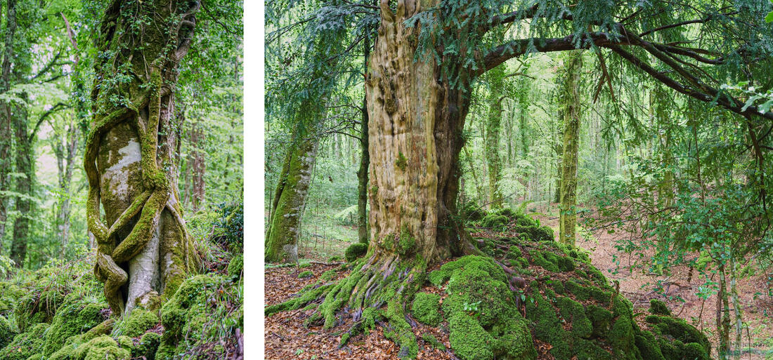 Staré stromy v přírodní rezervaci Foresta Umbra, Gargano