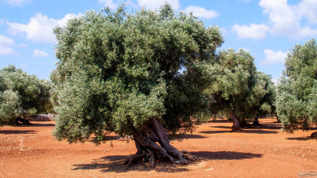 Olive trees centennial