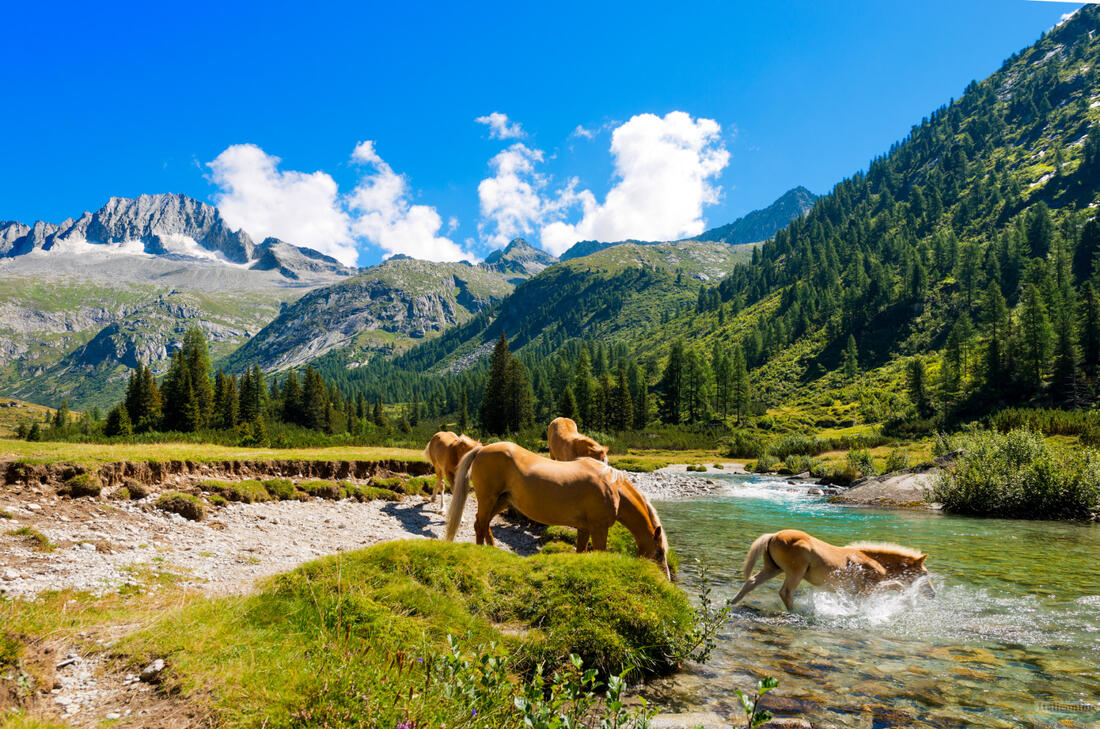 Flok heste i nationalparken Adamello Brenta