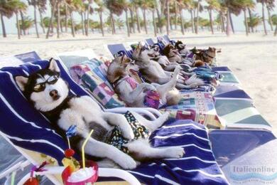 Собачьи пляжи в Италии