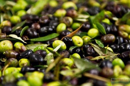 Sběr oliv