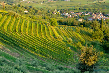Collio: the kingdom of wine and culinary delights