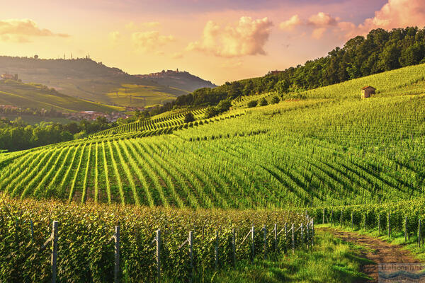 Italská vína - Piemonte: Domov Barola a Barberesca