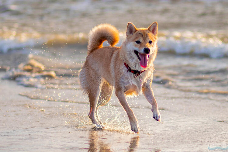 Plaża dla psów Pluto  w Bibione